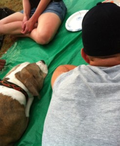 Brock and Tiger - two peas in a pod:)