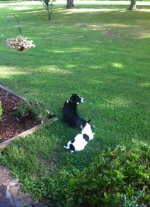 Glottis AKA Gabby with one of her new sisters