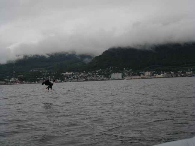 A bald eagle grabbing a fish just feet in front of us!
