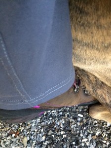 His highness's "seat" when the ground is cold. 