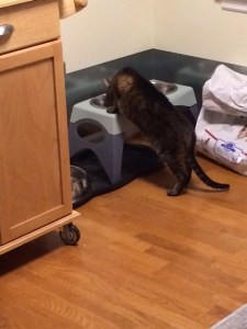 Just a week ago, trying to sneak some of Tiger's food.