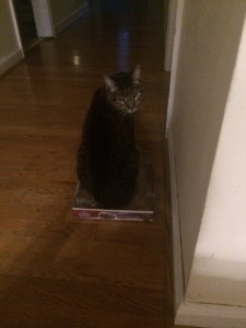 Posing, hoping to partake in the "cat in a box" internet phenomena. 
