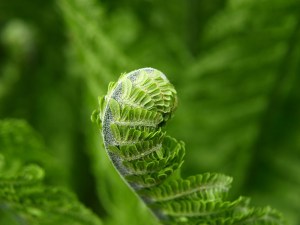 fern-340854_1280